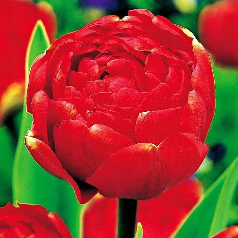 Tulipán Plný Miranda 5 ks Tulipány Cibulky Tulipánů Cibule