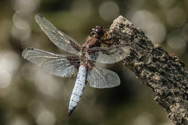 Category:Quality images of animals in the Czech Republic - Wikimedia Commons