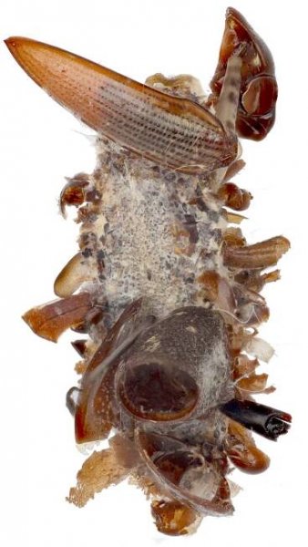 Although some of the insect body parts have fallen off of this case, exposing the greyish silken case itself, it has some remarkably big parts attached such as a beetle wings.