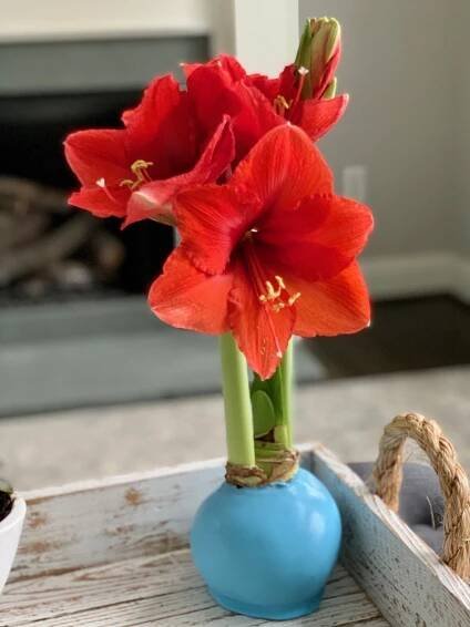 Did you know that the word Amaryllis comes from the Greek word, "Amarysso" which means "to sparkle" ✨ We hope your spring time Amaryllis are coming into full bloom and bring a little sparkle to your home this season 💐🌸🌺
www.blo