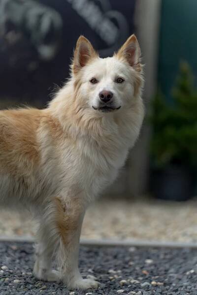 ALFIE – Nekupujte! Adoptujte!