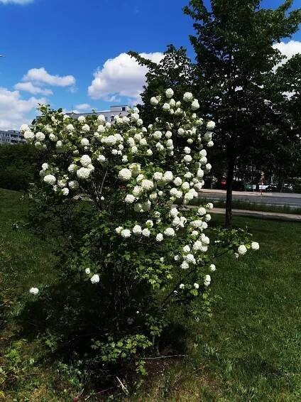 Kalina obecná 'Roseum' 80 - 100 cm zemní bal