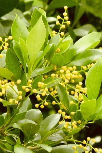 The ideal temperature for a Chinese Perfume Plant is 60-80 degrees Fahrenheit (15-27 degrees Celsius)