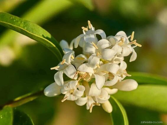 Ptačí zob obecný - Ligustrum vulgare