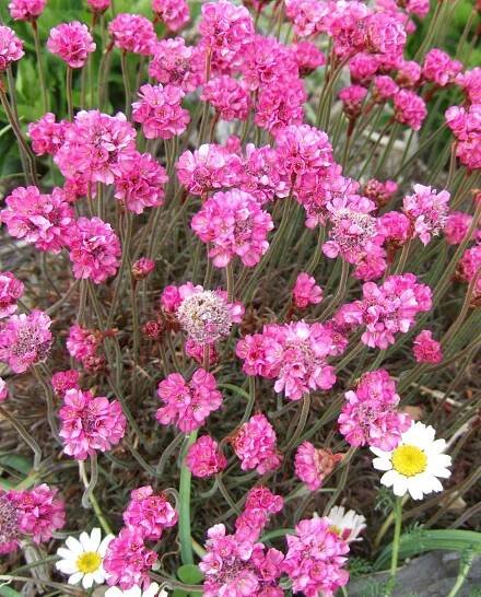 red-leaf sea thrift