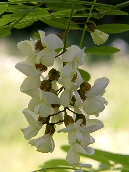 Trnovník akát (Robinia pseudoacacia)