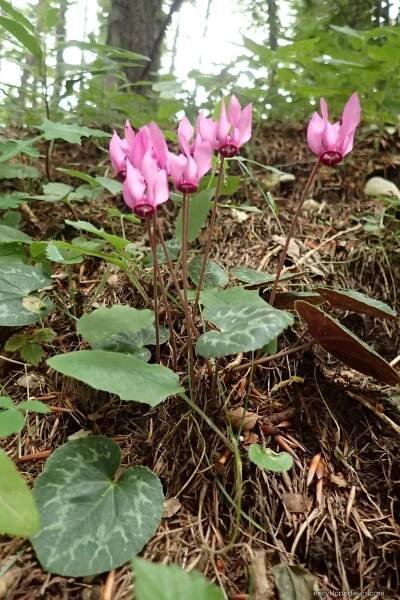 Brambořík nachový (Cyclamen purpurascens), rostlina