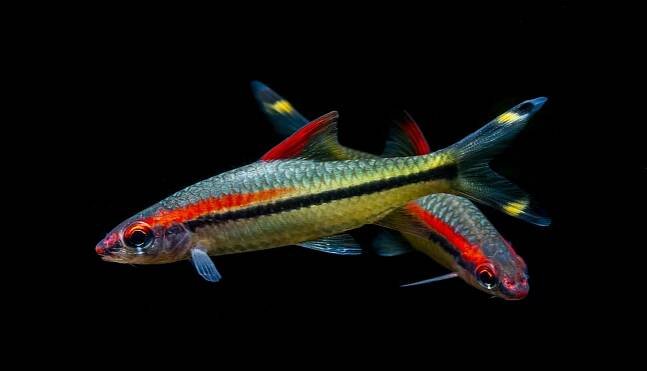 Až tretine sladkovodných rýb hrozí vyhynutie, varuje nová správa o stratených rybách sveta. | World Wide Fund for Nature