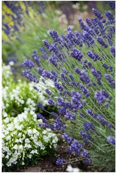 Lavandula angustifolia HIDCOTE BLUE STRAIN - levandule úzkolistá