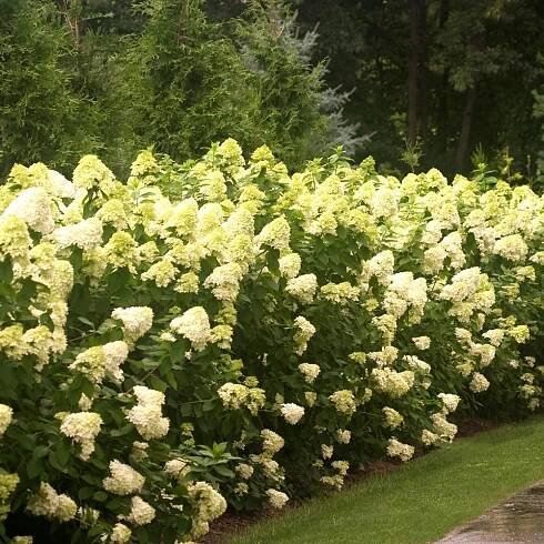 Hydrangea paniculata 'Limelight'