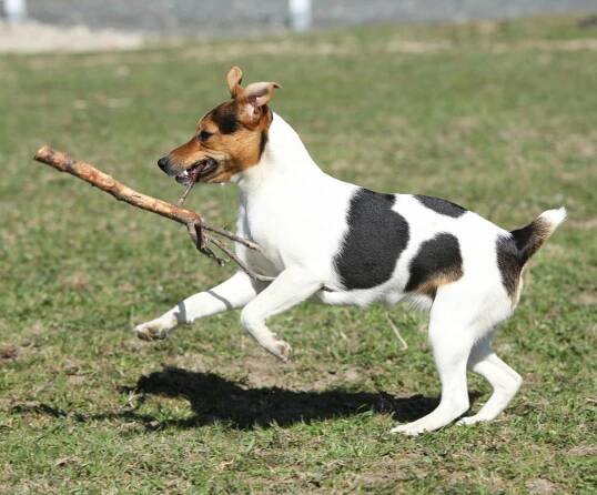 Parson Russell teriér má delší nohy než Jack Russell