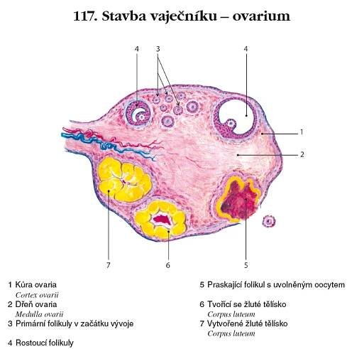 Základy anatomie soustavy trávicí, žláz s vnitřní sekrecí a soustavy močopohlavní | Fakulta sportovních studií Masarykovy