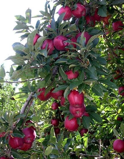O jablkách Red Delicious: popis a vlastnosti odrůdy, výsadba a péče.