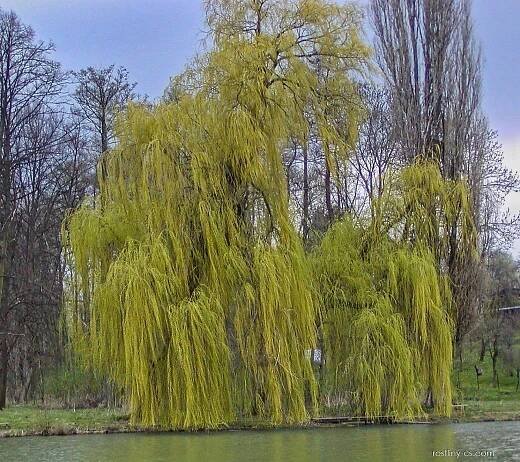 Vrba bílá Tristis (Salix alba)