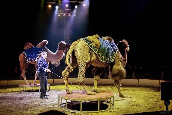 Cirkus Humberto