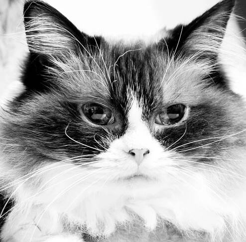 Cat Photography | Simon Kane Photography | Stunning Images To Last A Lifetime