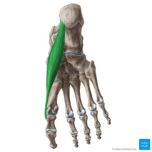Abductor hallucis muscle