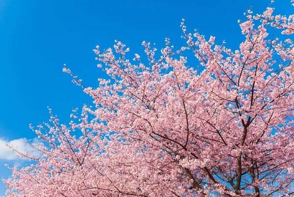 Sakura - where, when, and how to enjoy Japanese cherry blossoms | The Official Tokyo Travel Guide, GO TOKYO