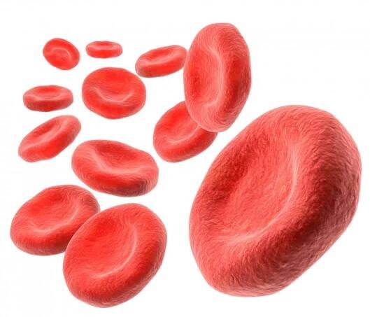 What is Hemoglobin?