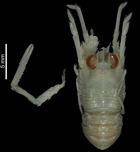 Crosnierita yante