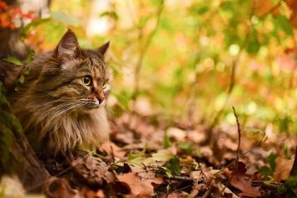 Siberian tabby cat exploring the autumn forest