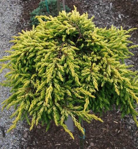 Juniperus comm. 'Goldschatz' 20-30 C2L