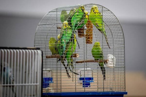 OBRAZEM: Chovatelská vášeň aneb Davové šílenství na fauna trzích