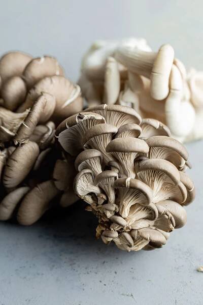 Oyster Mushrooms