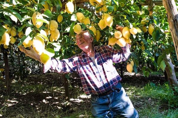 lemon-tour-piatti057 – Amalfi Lemon Experience