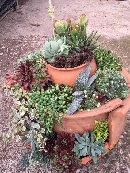 Succulent Arrangements in Potted Planter