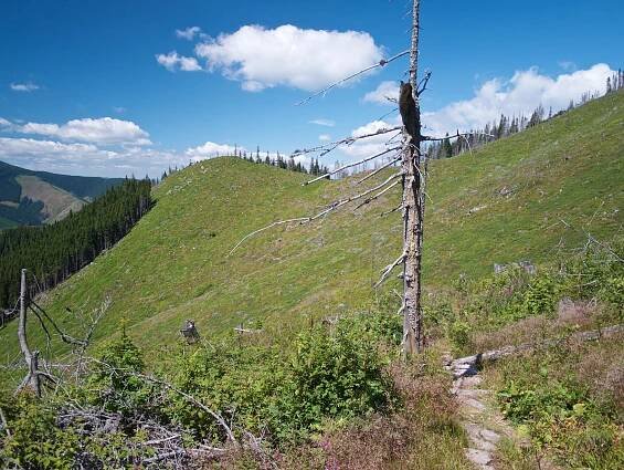 Túra: Krakova hoľa z Jánskej doliny | HIKING.SK