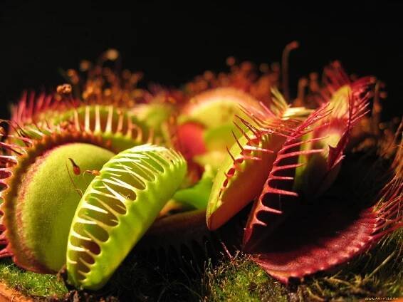 Росянка Королевская Drosera Regia