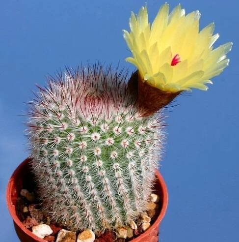 Kaktus Notocactus scopa - obsahuje 20 semen