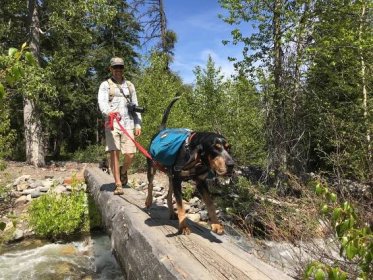A man and a dog walk across a log on a hiking trail. 