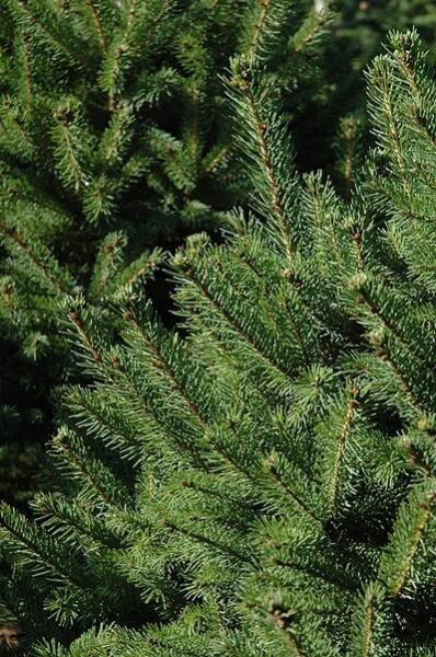 North Star Spruce