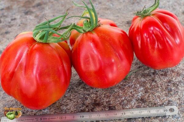 Seedling Follow-up 2021 | Tomatofifou