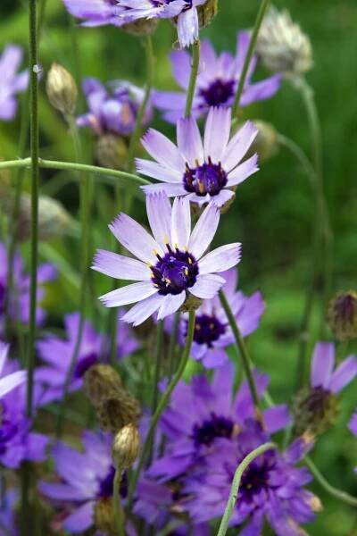 Catananche květiny (Amorových šipka). — Stock obrázek