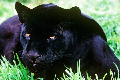 schwarzer Jaguar © WWF-UK/ David Lawson