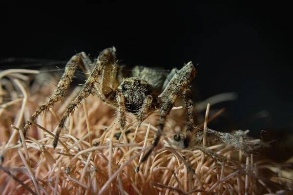 Tarantule, Pavouk, Hmyz, Pavoukovec