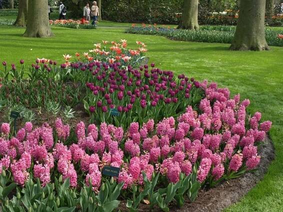 Holandsko, Velikonoce v zemi tulipánů, Amsterdam a Rotterdam 2025 - Holandsko 2025, 2026 - GEOPS-CK