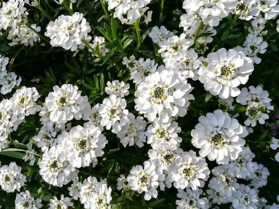 iberis white flowers - iberide fiori bianchi