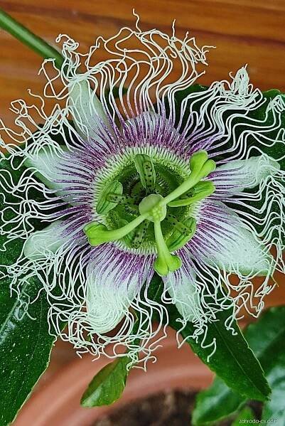 Atlas: passiflora edulis 1