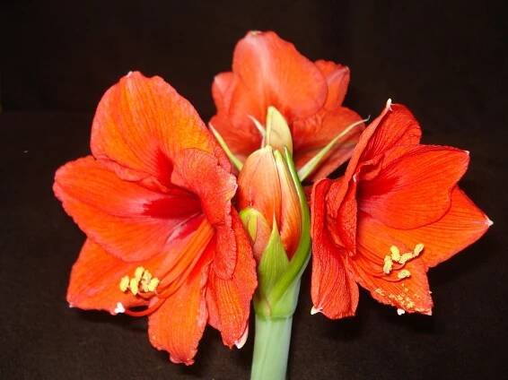 Amarylis - Kvety ako dar - pompézny kvet Hippeastrum