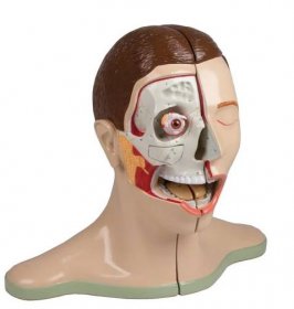 Model lidské hlavy s krkem - 5 částí