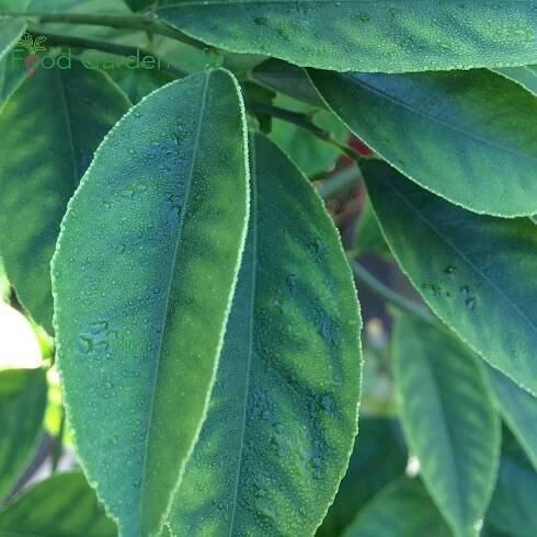 How to a Grow Lemon Tree Indoors (That Actually Produces Lemons) — Food Garden Life: Edible Garden, Vegetable Garden, Edible