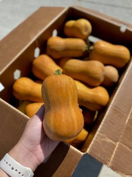 Summer and Fall Squash