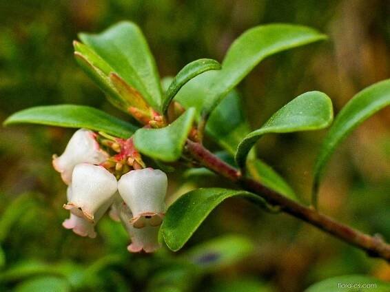 Medvědice lékařská (Arctostaphylos uva-ursi), květy, květenství