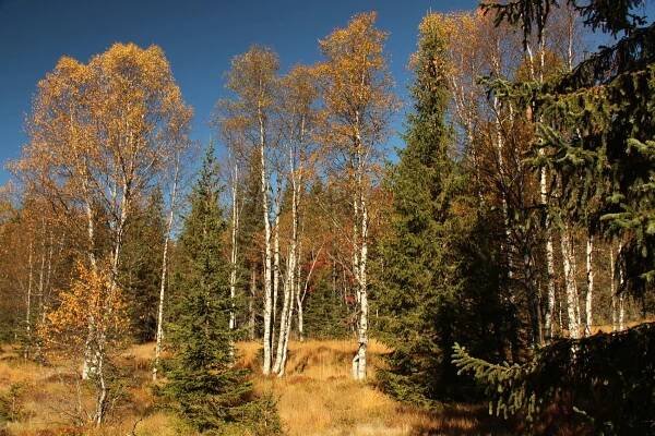 Šumava - Podzim u Roklanského potoka