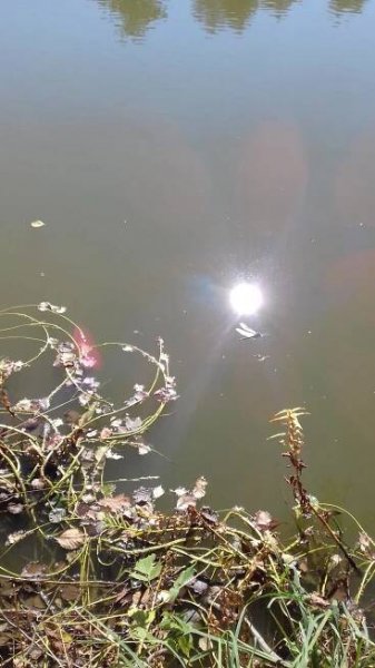Nejvyšší magické zasvěcení – Láska k Životu