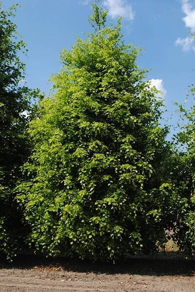 Fagus sylvatica product